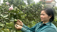 Den søde smag af Tan Hoa guava