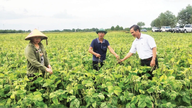 Vai trò khuyến nông trong mô hình chính quyền mới