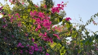 Aproveite para tirar fotos na estrada da vila de pescadores de Nha Trang, coberta de flores de buganvílias.