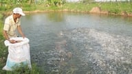 Les prix du pangasius augmentent, mais les éleveurs restent inquiets.