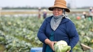 Kebimbangan timbul apabila sayur-sayuran dan buah-buahan menjadi terlalu masak dan tidak boleh digunakan di Thanh Mien.