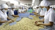 Vietnam'ın kaju fıstığı endüstrisi, hammadde tedarikindeki baskılara rağmen 2026 yılına kadar 5 milyar dolarlık ihracat hedefliyor.