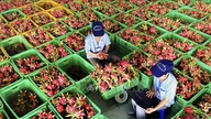 Præcisering af oplysninger vedrørende hyppigheden af ​​inspektioner af visse vietnamesiske landbrugsprodukter på EU-markedet.