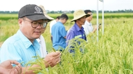 Lyckad restaurering av den renrasiga genpoolen hos "kungligt klibbigt ris" i Quang Ngai.