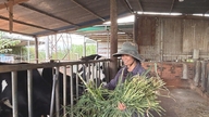 Startende fra mejeriproduktion i Don Duong