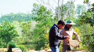 Making a fortune from beekeeping.