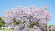 Kirsebærblomsterne er begyndt at blomstre i Tokyo, Japan.