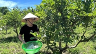 Mediante la aplicación de la ciencia y la tecnología, la provincia de Thanh Hoa aumenta el valor de sus árboles frutales.