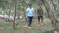Find markeder for pomeloer i Trang Xa.