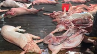Να επιβληθούν αυστηρές κυρώσεις για τη μεταφορά και εμπορία κρέατος ζώων και πουλερικών που δεν έχει υποβληθεί σε έλεγχο καραντίνας.