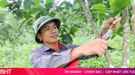 "Hồi sức" cho cây cam sau mùa hái quả