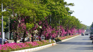 Độc đáo con đường hoa giấy đỏ rực dưới tán lá xanh ở Thành phố Hồ Chí Minh