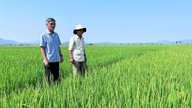 Meskipun panen padi musim dingin-semi melimpah, para petani di Lam Dong merasa tidak senang karena harga yang jatuh.