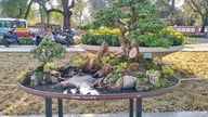 Kỳ công nghề đúc chậu bonsai