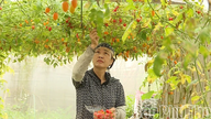 Scutirea de la plata impozitului pe terenurile agricole - o forță motrice pentru dezvoltarea producției agricole.