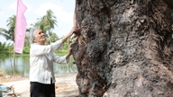 An ancient casuarina tree, over 120 years old, has been recognized as a Vietnamese heritage tree.