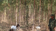 "Erityinen" metsänhoitaja