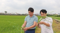 Casi 500 hectáreas de cultivos de arroz de primavera resultaron dañadas por plagas.