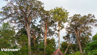 Het origineel aanraken: Dank betuigen aan het bos te midden van het uitgestrekte grensgebied van Da Nang.