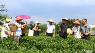 ອຸດົມສົມບູນໄປດ້ວຍລັກສະນະທີ່ເປັນເອກະລັກຂອງການທ່ອງທ່ຽວປູກຊາ.