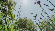 Taiwan konkurrerer med Japans kirsebærblomster og oplever også et boom i sæsonbestemt blomsterturisme.