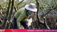 Il est nécessaire de trouver rapidement la cause du dépérissement de vastes zones de mangroves à Hai Ninh.