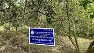 Vietnamesiske lægeurter: En gylden fordel og en banebrydende mulighed i den teknologiske æra.