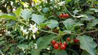 Can Solanum torvum help cure hepatitis B?