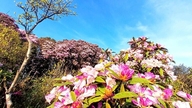 April - måneden med betagende smukke blomster.