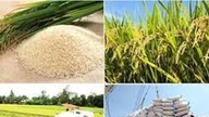 តម្លៃអង្ករអាស៊ីនៅថ្ងៃទី១០ ខែមេសា ឆ្នាំ២០២៦៖ ប្រទេសថៃកើនឡើងដល់ ៤៤០ដុល្លារ/តោន ហើយការនាំចេញរបស់វៀតណាមនៅតែខ្លាំង។