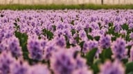 На окраинах Ханоя обильно цветут водяные гиацинты, привлекая туристов, которые преодолевают 16 километров, чтобы сфотографироваться и полюбоваться закатом.