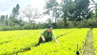 Gia Lai concentra-se em melhorar a qualidade das mudas florestais.