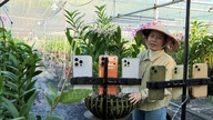 Koristeellisten orkideoiden viljely tuottaa kaksi miljardia Vietnamin dongia vuodessa.