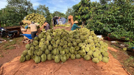 Gia Lai: 13 weitere Durian-Anbaugebiete von chinesischem Zoll genehmigt.