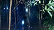 Locals flock to the forest to catch cicadas, earning millions of dong each night.