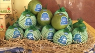 Provinsi Dong Thap mengekspor hasil panen pomelo pertamanya ke pasar Australia.