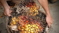 La Malaisie augmente la taxe à l'exportation sur l'huile de palme brute à 9,5 % à compter d'avril 2026.