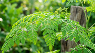 Hvorfor betragtes moringa som 'planternes oksekød'?