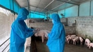 Wilayah Lam Dong sedang melaksanakan langkah-langkah segera untuk mencegah dan mengawal demam babi Afrika.