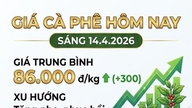 Giá cà phê hôm nay 14/4: Robusta lên mức 3.351 USD/tấn, trong nước chạm mốc 86.000 đồng