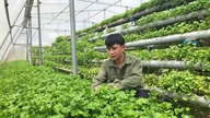 Poté, co investoval 3 miliardy VND a přišel o všechno, se mladý muž z provincie Quang Ninh začal věnovat pěstování vodního špenátu a vydělával 50 milionů VND měsíčně.