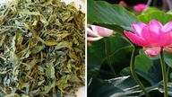 Daun teratai, herba perubatan yang berharga pada musim panas.