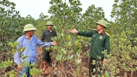 Veteran dari Hai Lang berganding bahu melindungi hutan bakau Dong Rui.