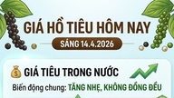 តម្លៃម្រេចថ្ងៃនេះ ថ្ងៃទី១៤ ខែមេសា៖ កើនឡើងដល់ ១៤០,០០០ ដុង/គីឡូក្រាម ខណៈរដូវប្រមូលផលជិតមកដល់។
