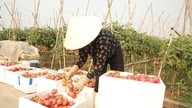 Cuaca panas, harga sayuran yang melambung tinggi, para petani dengan antusias tetap berada di ladang.