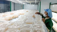As ligações na cadeia de suprimentos aumentam o valor dos cogumelos Cordyceps de Tam Dao.
