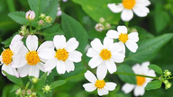 De overraskende anvendelser af vilde blomster, der vokser langs vejkanten.