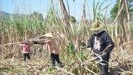 Cukrovarnický průmysl čelí „dvojitému dilematu“: rostoucím nákladům a klesající poptávce na trhu.