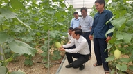 Udvikling af drivhuse og nethuse i Vinh Lai.