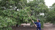 Cashew prices remain high.